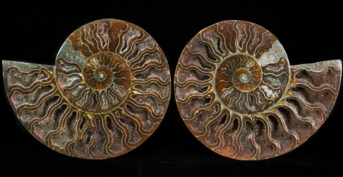 Sliced Ammonite Pair - Exceptional Example #41176